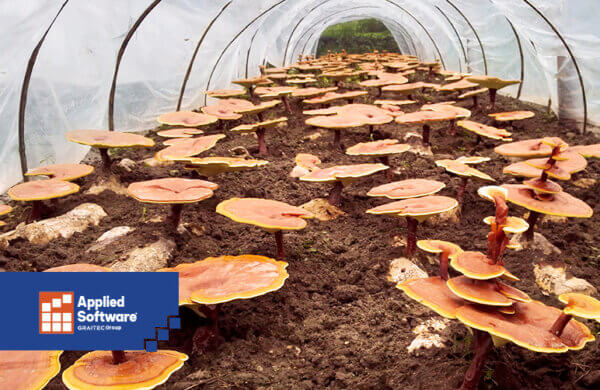 棕色蘑菇生长在白色塑料温室的堆肥中