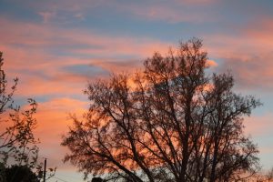 几乎无叶的树在日落深蓝色的天空,橙色和桃色的云
